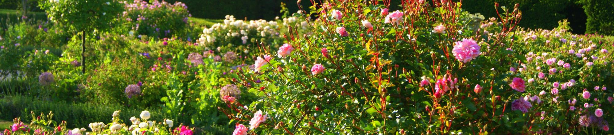 Roses at Sudeley Castle