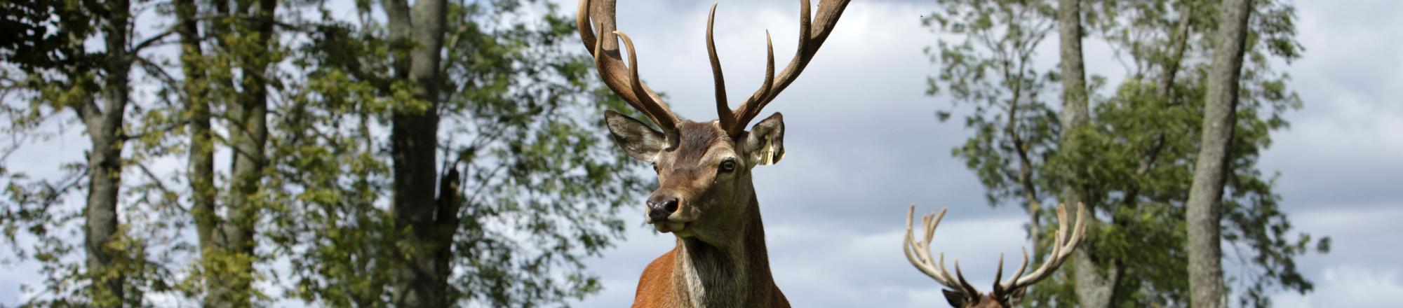 Red Deer, Scotland