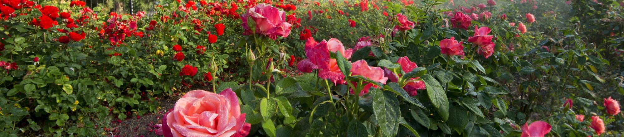 Roses at Blenheim Garden