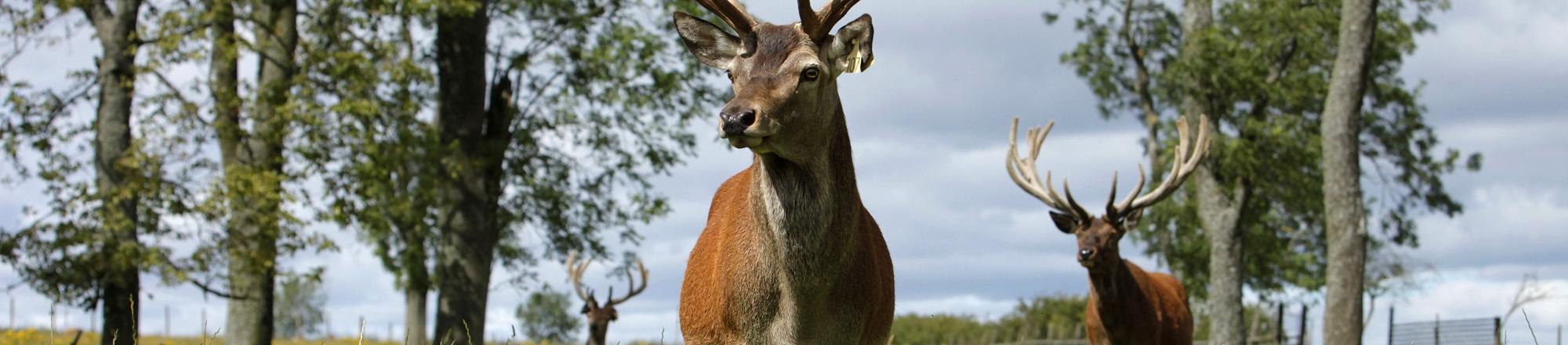 Red Deer, Scotland