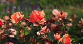 Roses from The Alnwick Garden, Northumberland