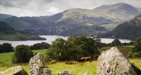 Cattle by Ullswater, Cumbria Cattle by Ullswater, Cumbria