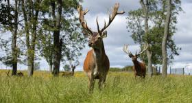 Red Deer, Scotland Red Deer, Scotland