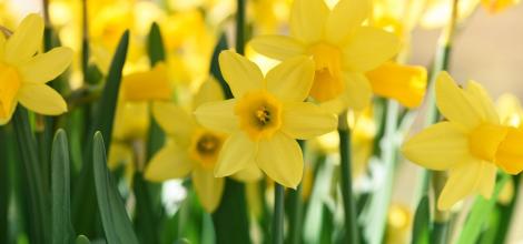 Daffodils