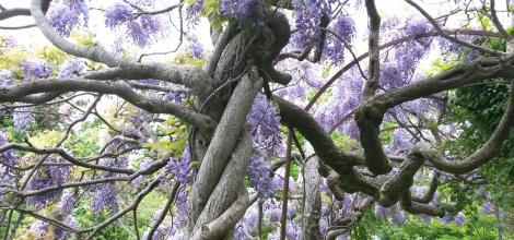 Broughton House Garden, Kirkudbright Wisteria in Broughton House Garden, Kircudbright, Dumfries and Galloway, Scotland