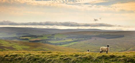 Durham Dales