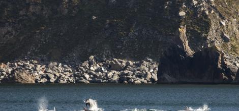 Dolphins play below Slieve League