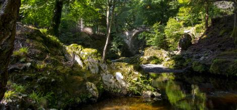 Trollymore Forest Park, Northern Ireland Trollymore Forest Park, Northern Ireland