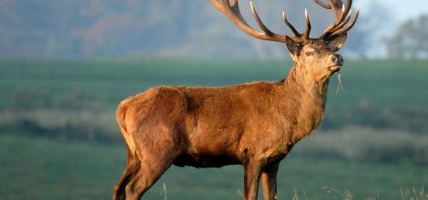 Red Stag, Dalemain, Cumbria